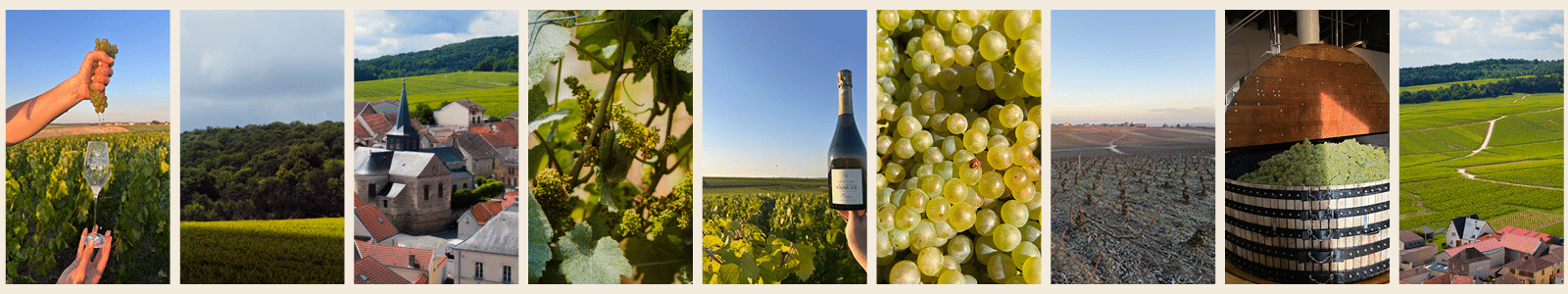 Galerie photos Champagne Pierre-Emmanuel Paquay à Villers-Marmery Premier Cru dans la Montagne de Reims