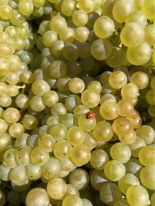 Raisins Champagne Pierre-Emmanuel Paquay à Villers-Marmery Premier Cru au cœur de la Montagne de Reims